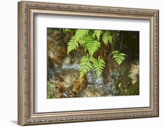 male fern, Dryopteris filix-mas, brookside, spring-David & Micha Sheldon-Framed Photographic Print