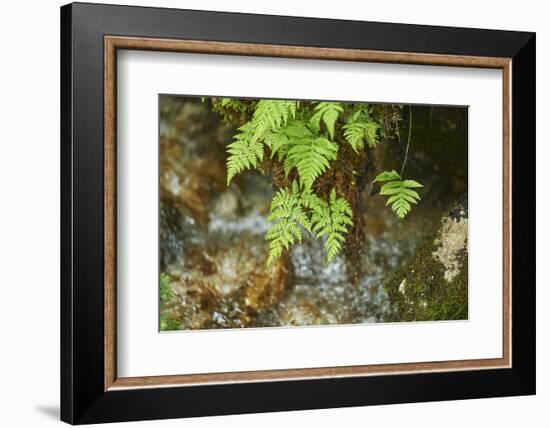 male fern, Dryopteris filix-mas, brookside, spring-David & Micha Sheldon-Framed Photographic Print