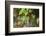 male fern, Dryopteris filix-mas, brookside, spring-David & Micha Sheldon-Framed Photographic Print