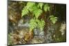 male fern, Dryopteris filix-mas, brookside, spring-David & Micha Sheldon-Mounted Photographic Print