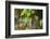 male fern, Dryopteris filix-mas, brookside, spring-David & Micha Sheldon-Framed Photographic Print