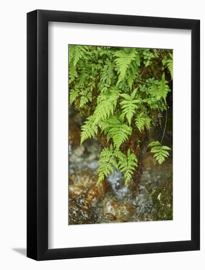 male fern, Dryopteris filix-mas, brookside, spring-David & Micha Sheldon-Framed Photographic Print