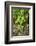 male fern, Dryopteris filix-mas, brookside, spring-David & Micha Sheldon-Framed Photographic Print
