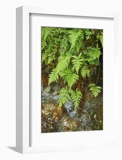 male fern, Dryopteris filix-mas, brookside, spring-David & Micha Sheldon-Framed Photographic Print