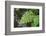 male fern, Dryopteris filix-mas, brookside, spring-David & Micha Sheldon-Framed Photographic Print