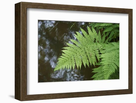 male fern, Dryopteris filix-mas, brookside, spring-David & Micha Sheldon-Framed Photographic Print