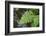 male fern, Dryopteris filix-mas, brookside, spring-David & Micha Sheldon-Framed Photographic Print