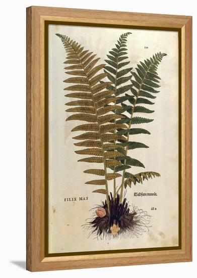 Male Fern (Dryopteris Filix-Mas) by Leonhart Fuchs from De Historia Stirpium Commentarii Insignes (-null-Framed Premier Image Canvas