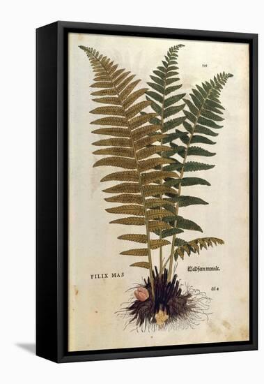 Male Fern (Dryopteris Filix-Mas) by Leonhart Fuchs from De Historia Stirpium Commentarii Insignes (-null-Framed Premier Image Canvas