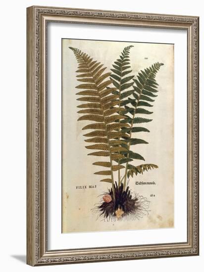 Male Fern (Dryopteris Filix-Mas) by Leonhart Fuchs from De Historia Stirpium Commentarii Insignes (-null-Framed Giclee Print