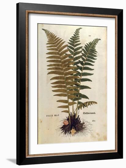 Male Fern (Dryopteris Filix-Mas) by Leonhart Fuchs from De Historia Stirpium Commentarii Insignes (-null-Framed Giclee Print