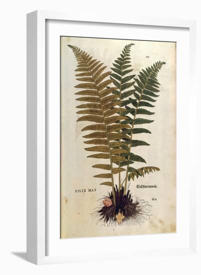 Male Fern (Dryopteris Filix-Mas) by Leonhart Fuchs from De Historia Stirpium Commentarii Insignes (-null-Framed Giclee Print