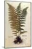 Male Fern (Dryopteris Filix-Mas) by Leonhart Fuchs from De Historia Stirpium Commentarii Insignes (-null-Mounted Giclee Print