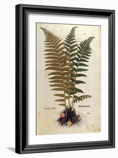 Male Fern (Dryopteris Filix-Mas) by Leonhart Fuchs from De Historia Stirpium Commentarii Insignes (-null-Framed Giclee Print