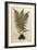 Male Fern (Dryopteris Filix-Mas) by Leonhart Fuchs from De Historia Stirpium Commentarii Insignes (-null-Framed Giclee Print