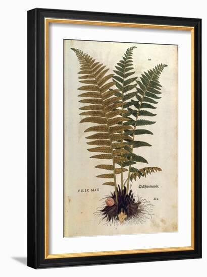 Male Fern (Dryopteris Filix-Mas) by Leonhart Fuchs from De Historia Stirpium Commentarii Insignes (-null-Framed Giclee Print