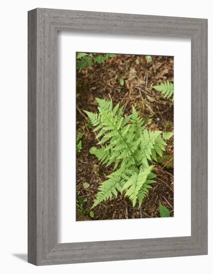 male fern, Dryopteris filix-mas, forest floor, spring-David & Micha Sheldon-Framed Photographic Print