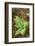 male fern, Dryopteris filix-mas, forest floor, spring-David & Micha Sheldon-Framed Photographic Print