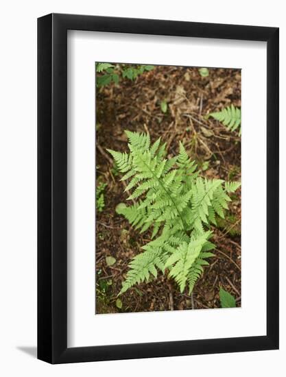 male fern, Dryopteris filix-mas, forest floor, spring-David & Micha Sheldon-Framed Photographic Print