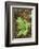 male fern, Dryopteris filix-mas, forest floor, spring-David & Micha Sheldon-Framed Photographic Print