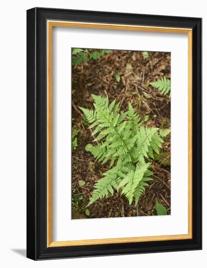 male fern, Dryopteris filix-mas, forest floor, spring-David & Micha Sheldon-Framed Photographic Print