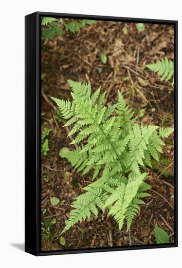 male fern, Dryopteris filix-mas, forest floor, spring-David & Micha Sheldon-Framed Stretched Canvas