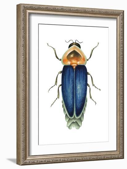 Male Firefly (Lampyridae), Insects-Encyclopaedia Britannica-Framed Art Print