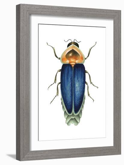 Male Firefly (Lampyridae), Insects-Encyclopaedia Britannica-Framed Art Print