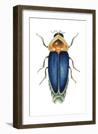 Male Firefly (Lampyridae), Insects-Encyclopaedia Britannica-Framed Art Print