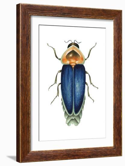 Male Firefly (Lampyridae), Insects-Encyclopaedia Britannica-Framed Art Print