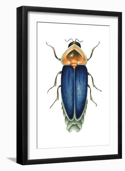 Male Firefly (Lampyridae), Insects-Encyclopaedia Britannica-Framed Art Print