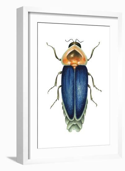 Male Firefly (Lampyridae), Insects-Encyclopaedia Britannica-Framed Art Print