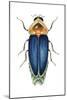 Male Firefly (Lampyridae), Insects-Encyclopaedia Britannica-Mounted Art Print
