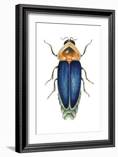 Male Firefly (Lampyridae), Insects-Encyclopaedia Britannica-Framed Art Print