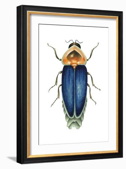 Male Firefly (Lampyridae), Insects-Encyclopaedia Britannica-Framed Art Print