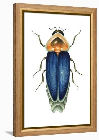 Male Firefly (Lampyridae), Insects-Encyclopaedia Britannica-Framed Stretched Canvas