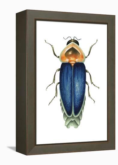 Male Firefly (Lampyridae), Insects-Encyclopaedia Britannica-Framed Stretched Canvas