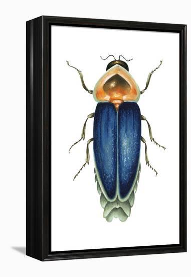 Male Firefly (Lampyridae), Insects-Encyclopaedia Britannica-Framed Stretched Canvas