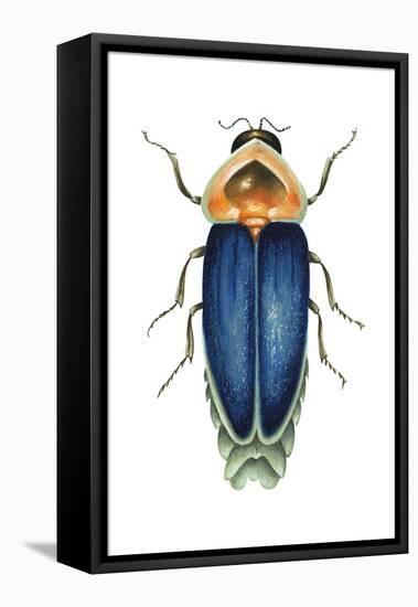 Male Firefly (Lampyridae), Insects-Encyclopaedia Britannica-Framed Stretched Canvas