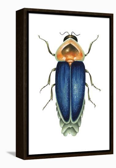 Male Firefly (Lampyridae), Insects-Encyclopaedia Britannica-Framed Stretched Canvas