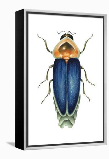 Male Firefly (Lampyridae), Insects-Encyclopaedia Britannica-Framed Stretched Canvas