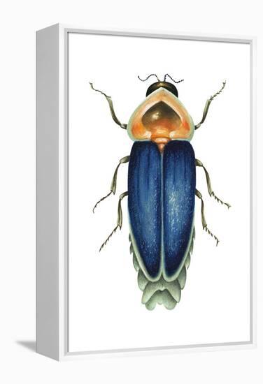 Male Firefly (Lampyridae), Insects-Encyclopaedia Britannica-Framed Stretched Canvas