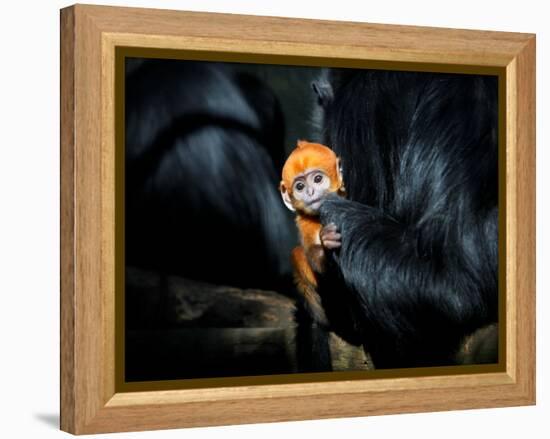 Male Francois' Leaf Monkey Relaxes with His Parents at the Zoological Gardens Zoorasia in Yokohama-null-Framed Premier Image Canvas