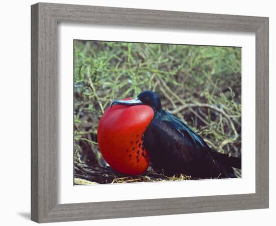 Male Frigatebird Showing Inflated Pouch During Breeding Season, Galapagos Islands, Ecuador-Jim Zuckerman-Framed Photographic Print