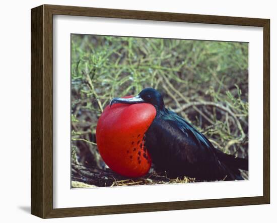 Male Frigatebird Showing Inflated Pouch During Breeding Season, Galapagos Islands, Ecuador-Jim Zuckerman-Framed Photographic Print