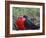 Male Frigatebird Showing Inflated Pouch During Breeding Season, Galapagos Islands, Ecuador-Jim Zuckerman-Framed Photographic Print