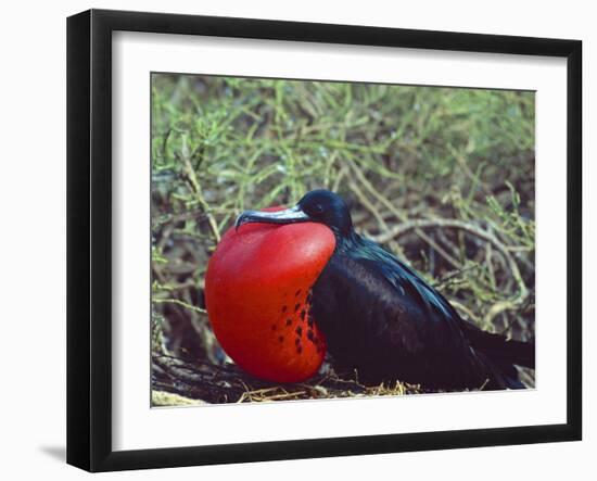 Male Frigatebird Showing Inflated Pouch During Breeding Season, Galapagos Islands, Ecuador-Jim Zuckerman-Framed Photographic Print