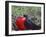 Male Frigatebird Showing Inflated Pouch During Breeding Season, Galapagos Islands, Ecuador-Jim Zuckerman-Framed Photographic Print