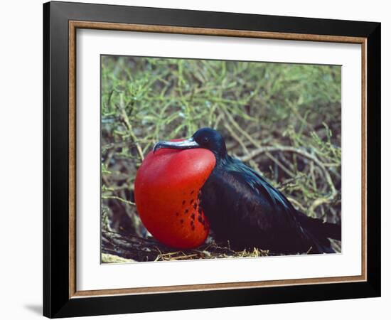 Male Frigatebird Showing Inflated Pouch During Breeding Season, Galapagos Islands, Ecuador-Jim Zuckerman-Framed Photographic Print