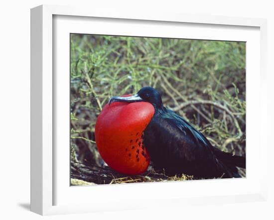 Male Frigatebird Showing Inflated Pouch During Breeding Season, Galapagos Islands, Ecuador-Jim Zuckerman-Framed Photographic Print